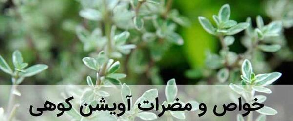 عکس آویشن کوهی