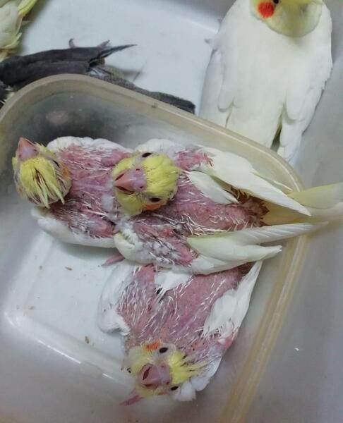 عکس شپش جوجه