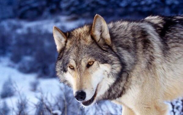 عکس گرگ قرمز و آبی