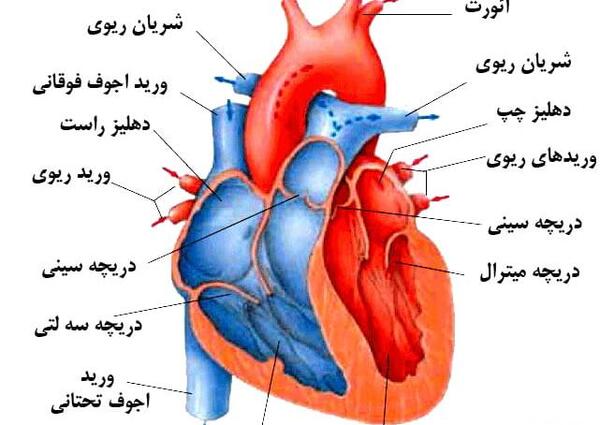 عکس قلب ریه
