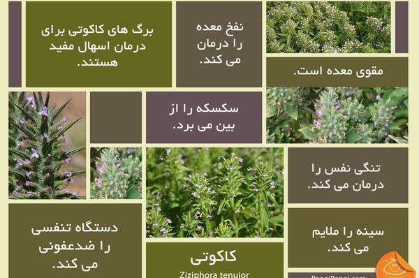 عکس های اویشن کوهی