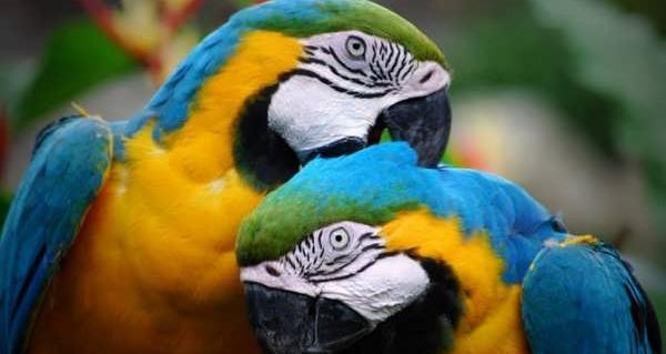 عکس طوطی های زیبا