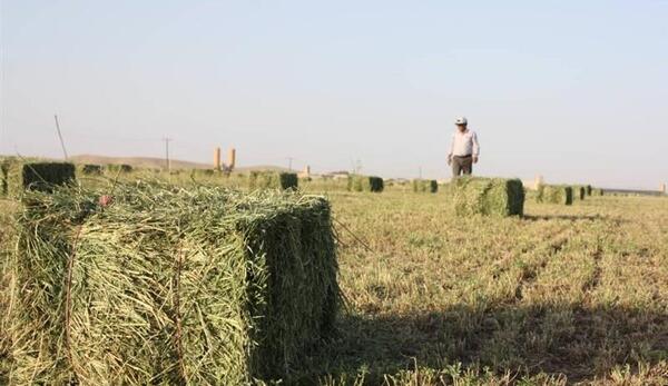 عکس هایی از یونجه