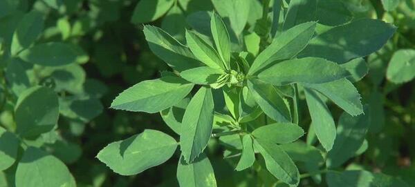 عکس هایی از یونجه