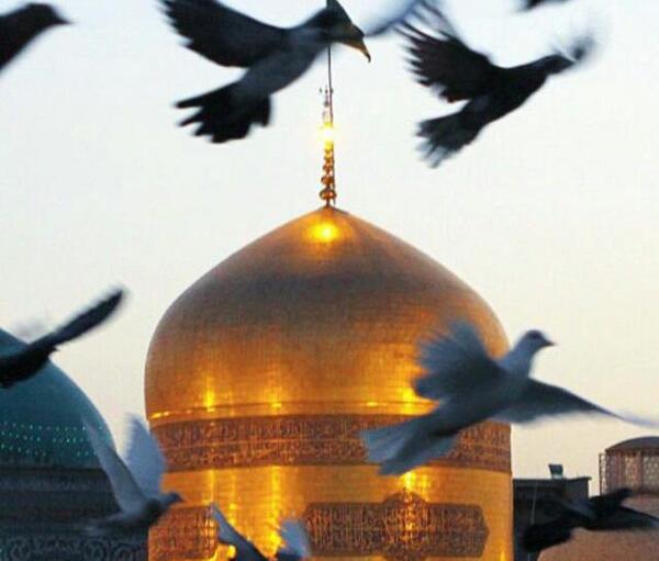 عکس حرم امام رضا با کبوتر