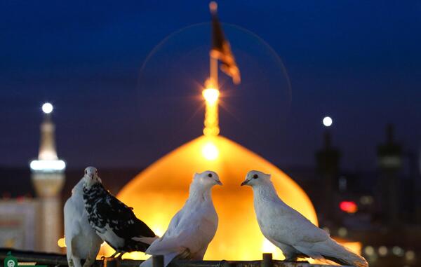 عکس حرم امام رضا با کبوتر