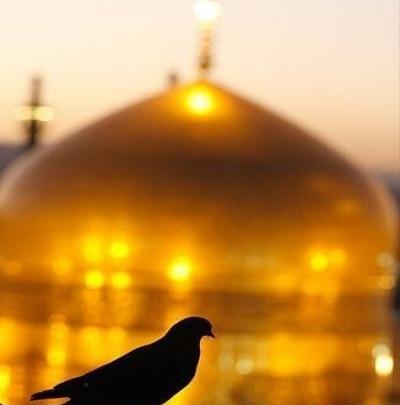 عکس حرم امام رضا با کبوتر