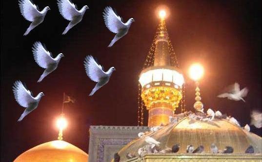 عکس حرم امام رضا با کبوتر
