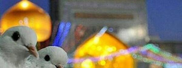 عکس حرم امام رضا با کبوتر