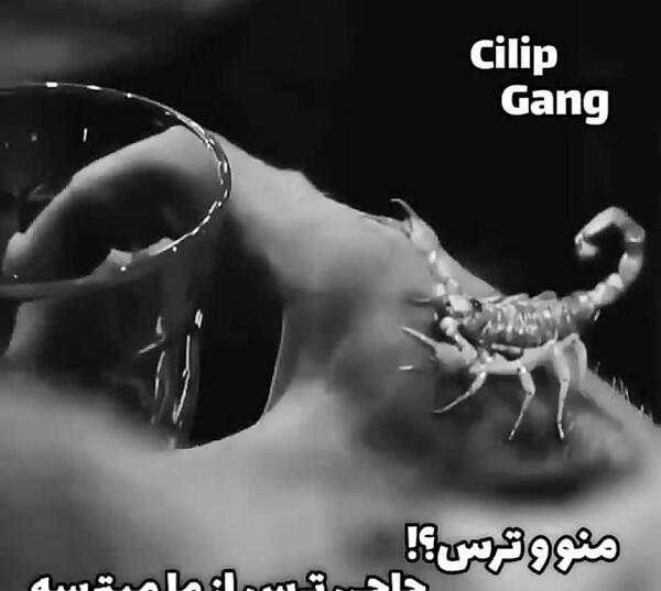 عکس وضعیت واتساپ لاتی