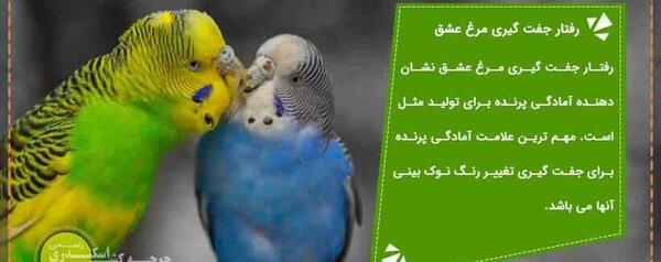 عکس کنه مرغ عشق