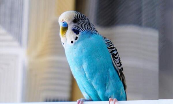 عکس کنه مرغ عشق