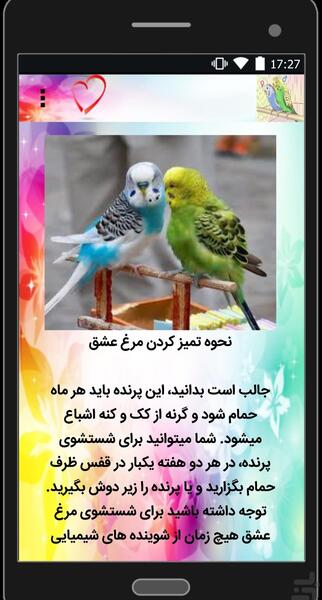 عکس کنه مرغ عشق