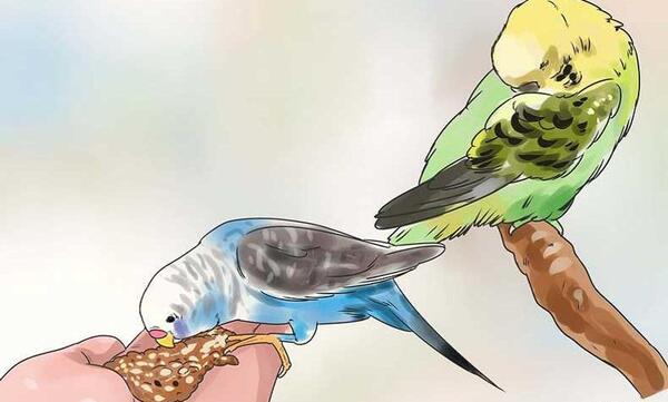 عکس کنه مرغ عشق