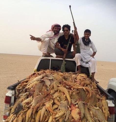 عکس سوسمار