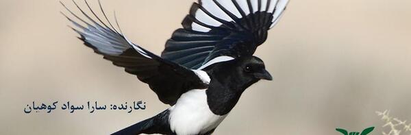 عکس بچه زاغ