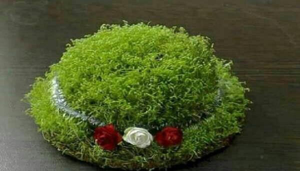 عکس سبزه عید با خاکشیر