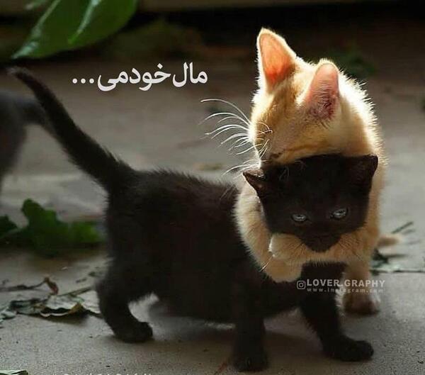 عکس گربه عاشقانه برای پروفایل