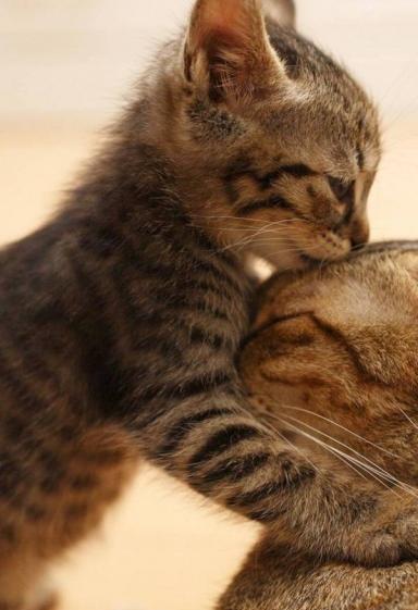 عکس گربه عاشقانه برای پروفایل