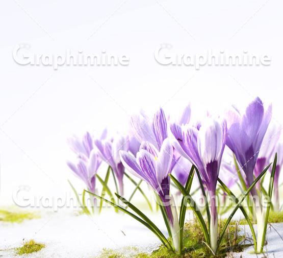 عکس وکتور زعفران