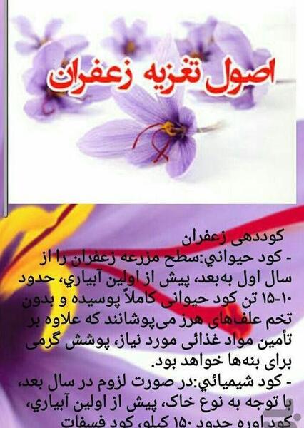 عکس زعفران نوین