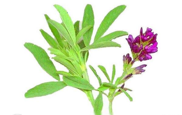 عکس گل یونجه