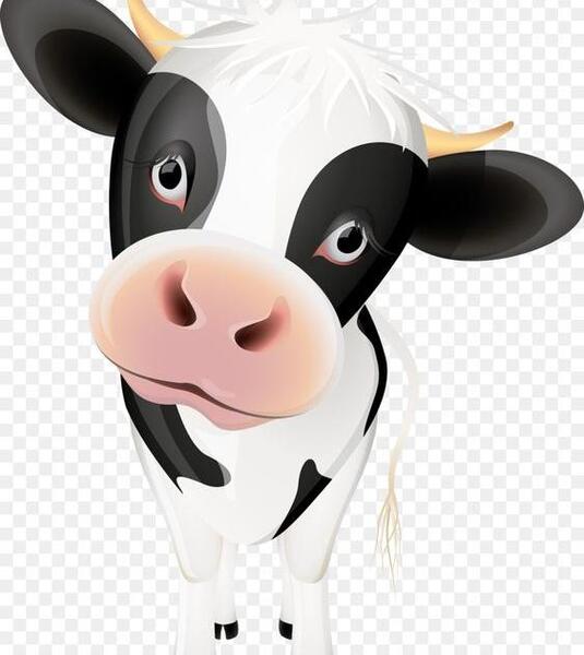 عکس گاو عروسکی
