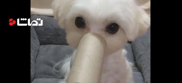 عکس سگ حرف گوش کن