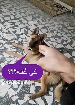 عکس سگ حرف گوش کن