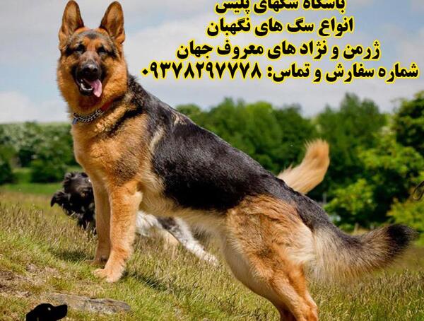 عکس سگ حرف گوش کن
