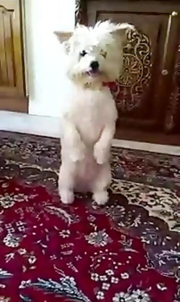 عکس سگ حرف گوش کن
