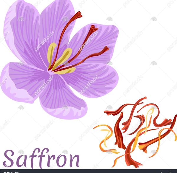 عکس زعفران نقاشی