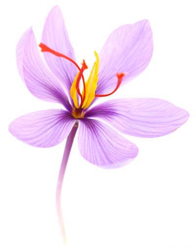 عکس زعفران نقاشی