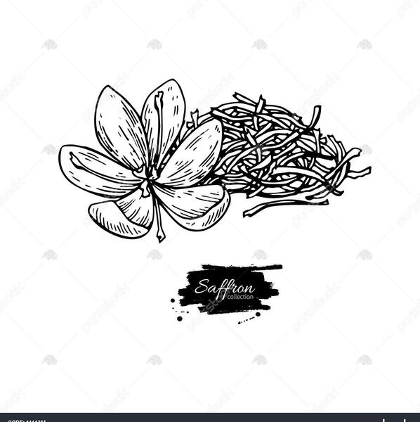 عکس زعفران نقاشی