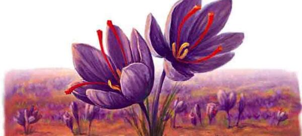 عکس زعفران نقاشی