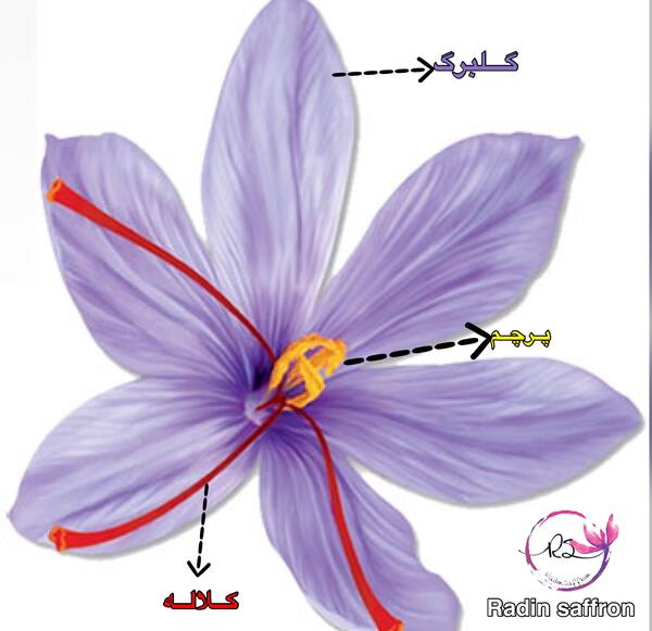 عکس زعفران نقاشی