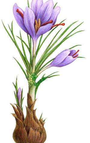 عکس زعفران نقاشی