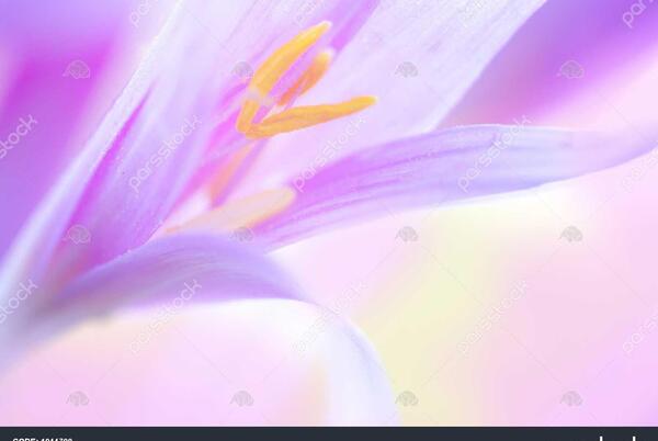 عکس زعفران نقاشی