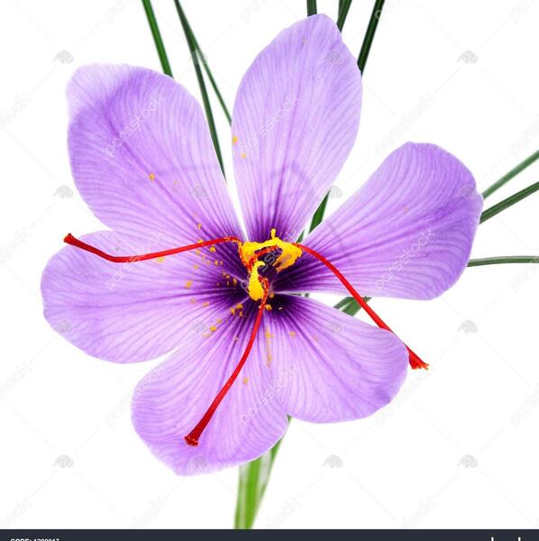عکس زعفران نقاشی