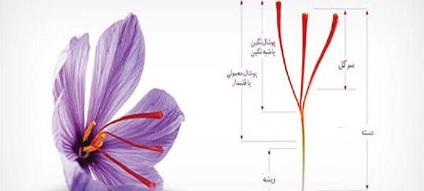 عکس زعفران نقاشی