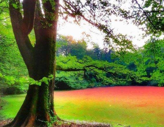 عکس زیبای طبیعت سرسبز