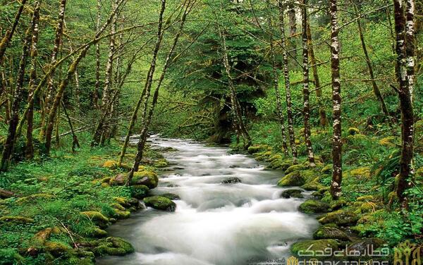 عکس زیبای طبیعت سرسبز