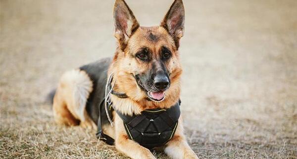 عکس سگ ژرمن وایت