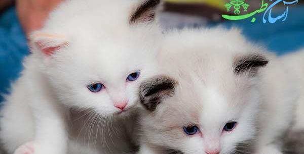 عکس گربه چشم آبی