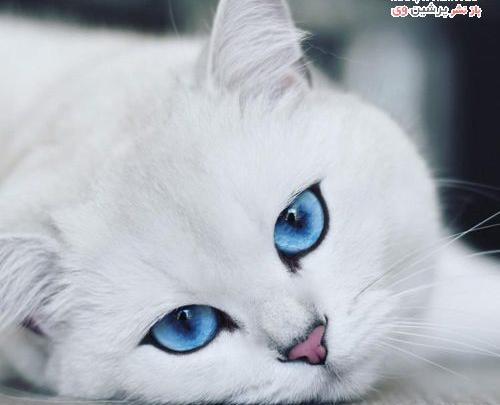 عکس گربه چشم آبی