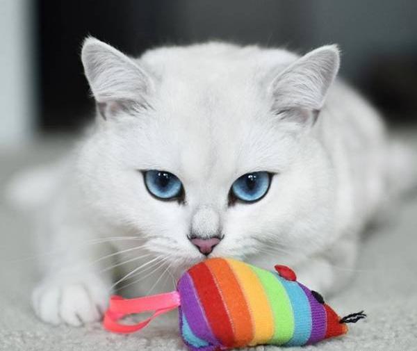 عکس گربه چشم آبی