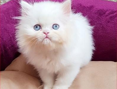 عکس گربه چشم آبی