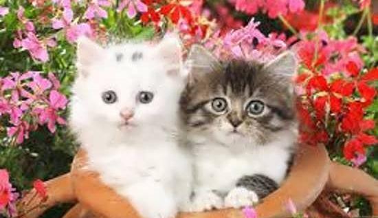 عکس گربه زیبا