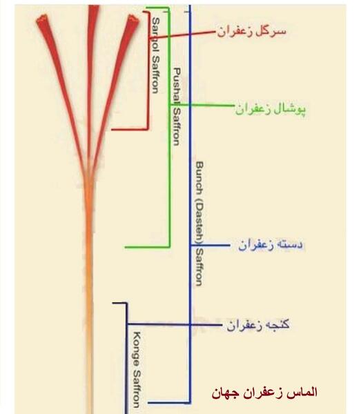 عکس زعفران صادراتی