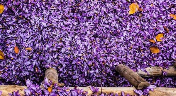 عکس زعفران صادراتی